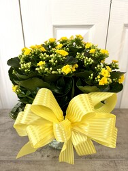 Kalanchoe from Aladdin's Floral in Idaho Falls